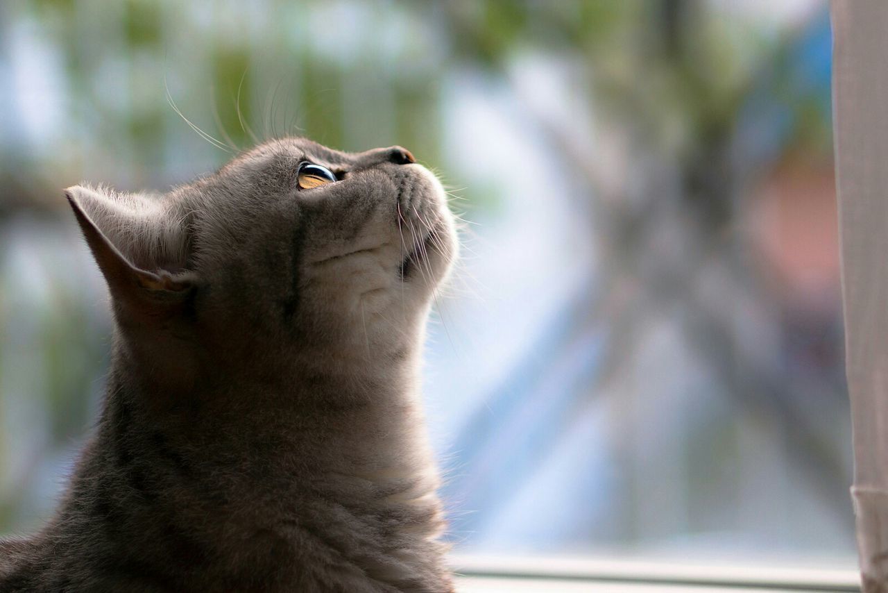 Close-up of cat looking up at window