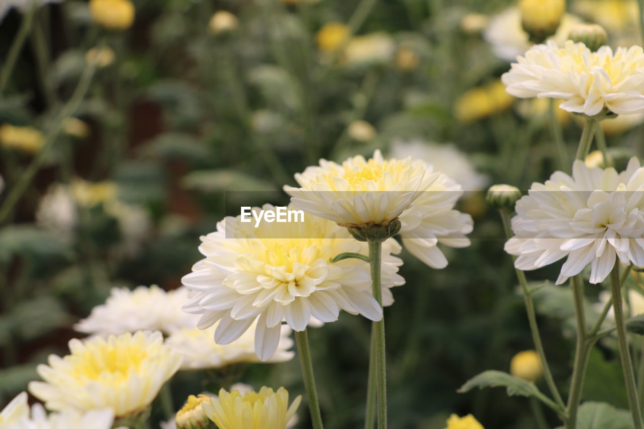 CLOSE-UP OF WHITE AND YELLOW FLOWERS ON FIELD