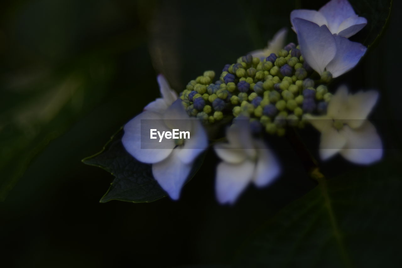 CLOSE-UP OF FLOWERS BLOOMING