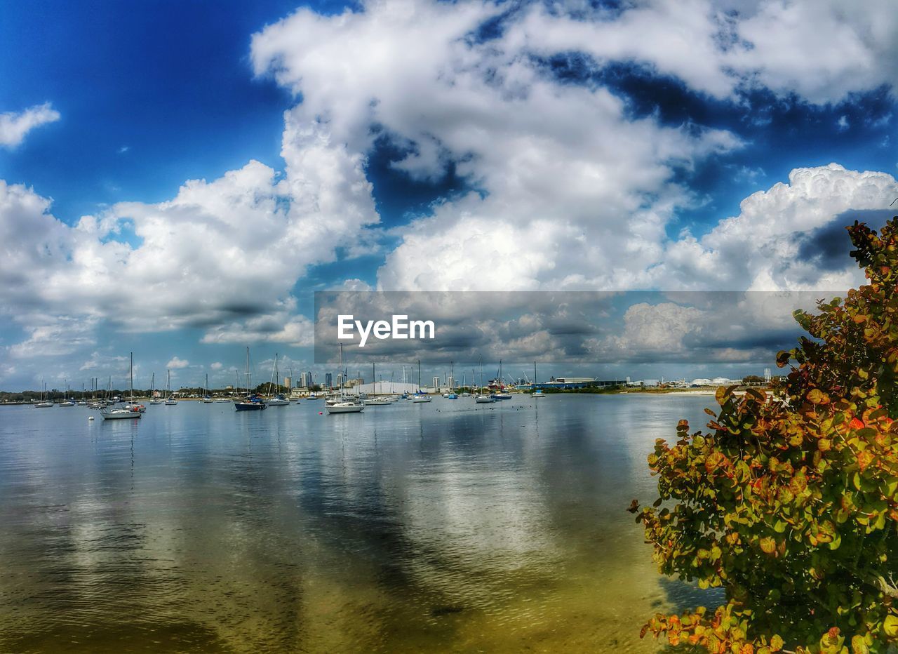 PANORAMIC VIEW OF TREES AGAINST SKY