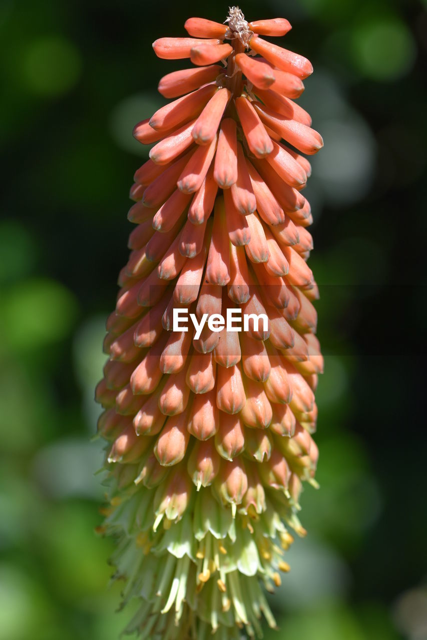 CLOSE-UP OF FLOWERING PLANT