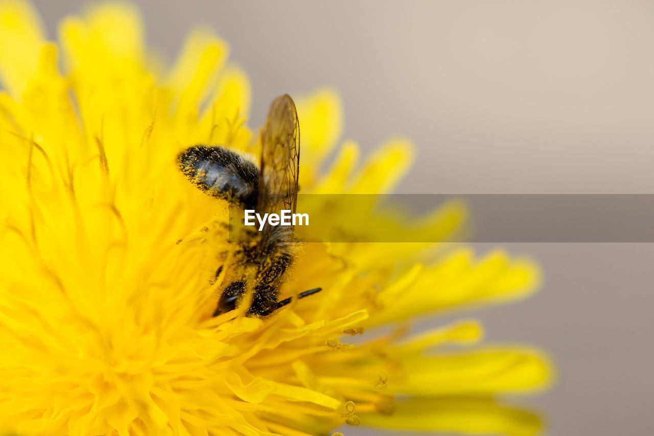CLOSE-UP OF HONEY BEE POLLINATING ON YELLOW FLOWER