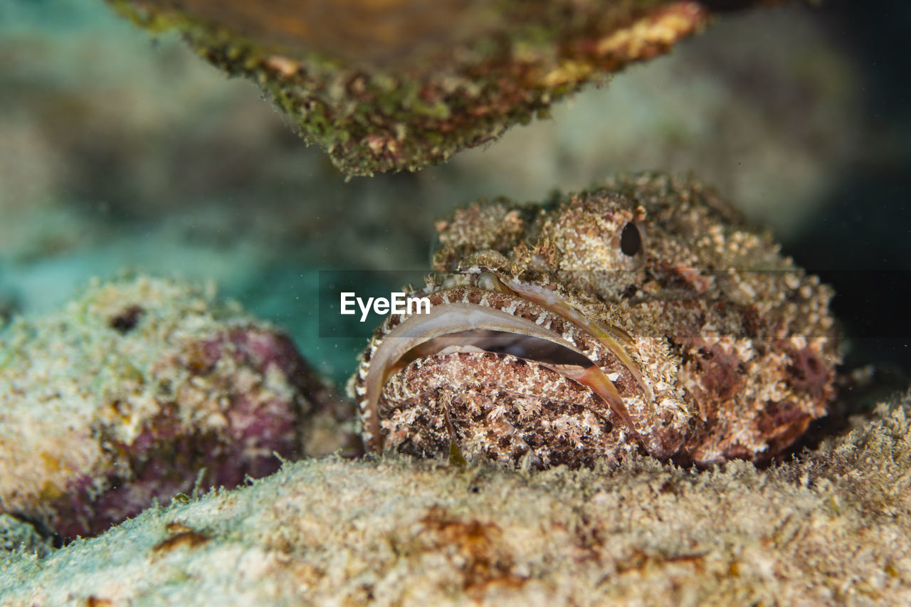 A scorpionfish under the rocks in bonaire, the netherlands. sebastapistes mauritiana