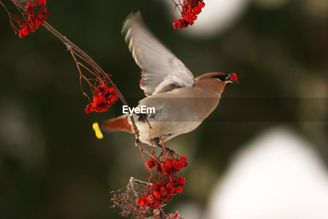 CLOSE-UP OF BIRD PERCHING ON RED