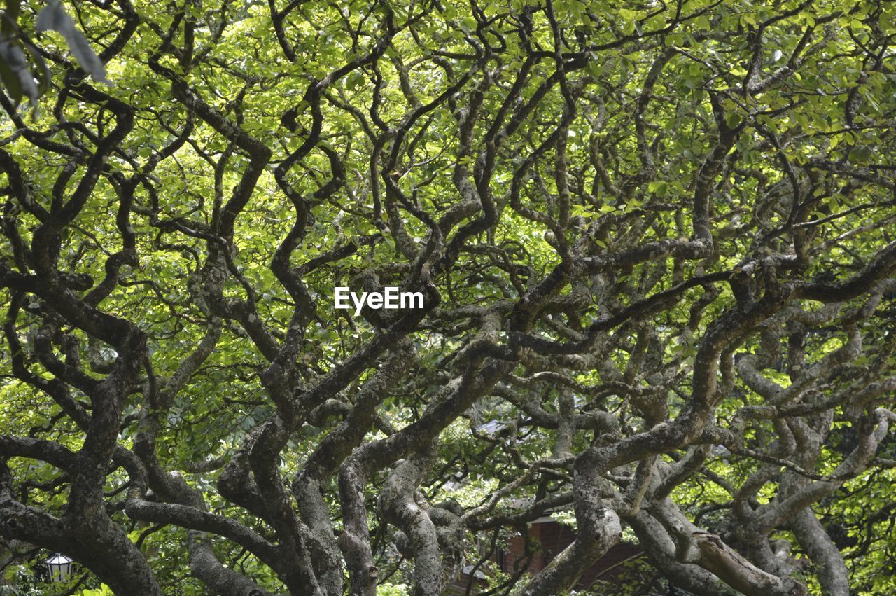 Trees against clear sky