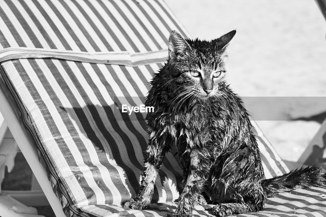 PORTRAIT OF CAT SITTING