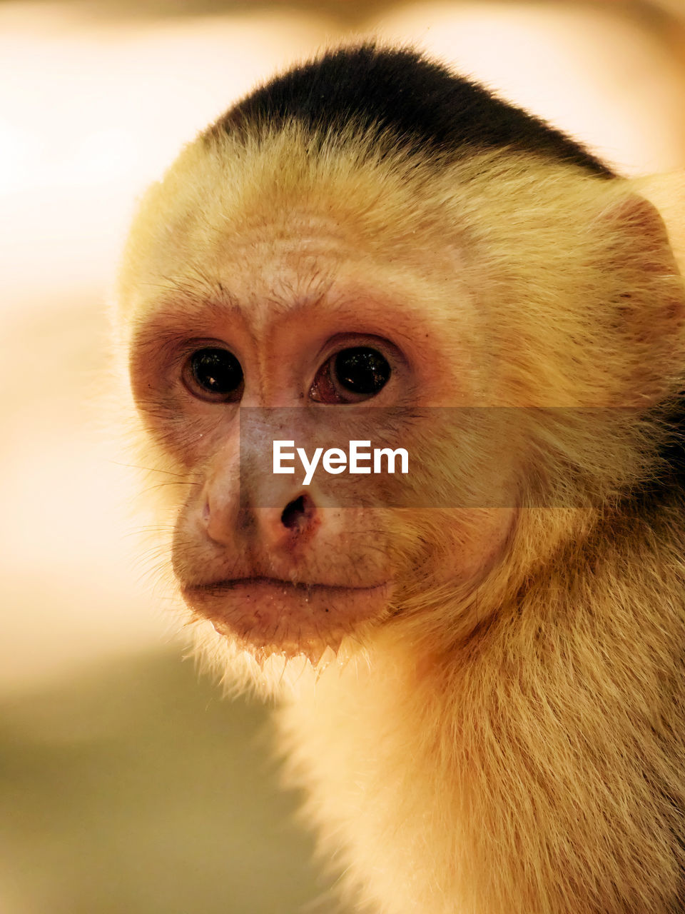 Close-up portrait of a capuchin monkey