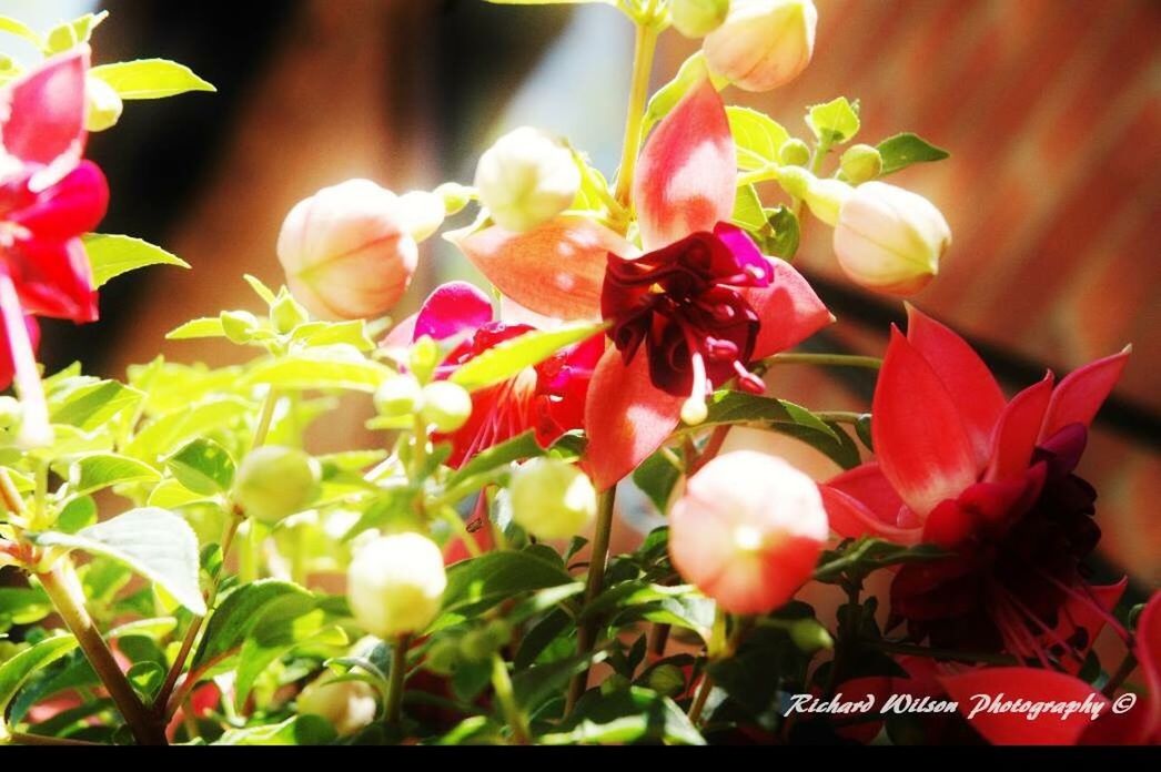 CLOSE-UP OF FRESH RED FLOWERS BLOOMING IN PARK