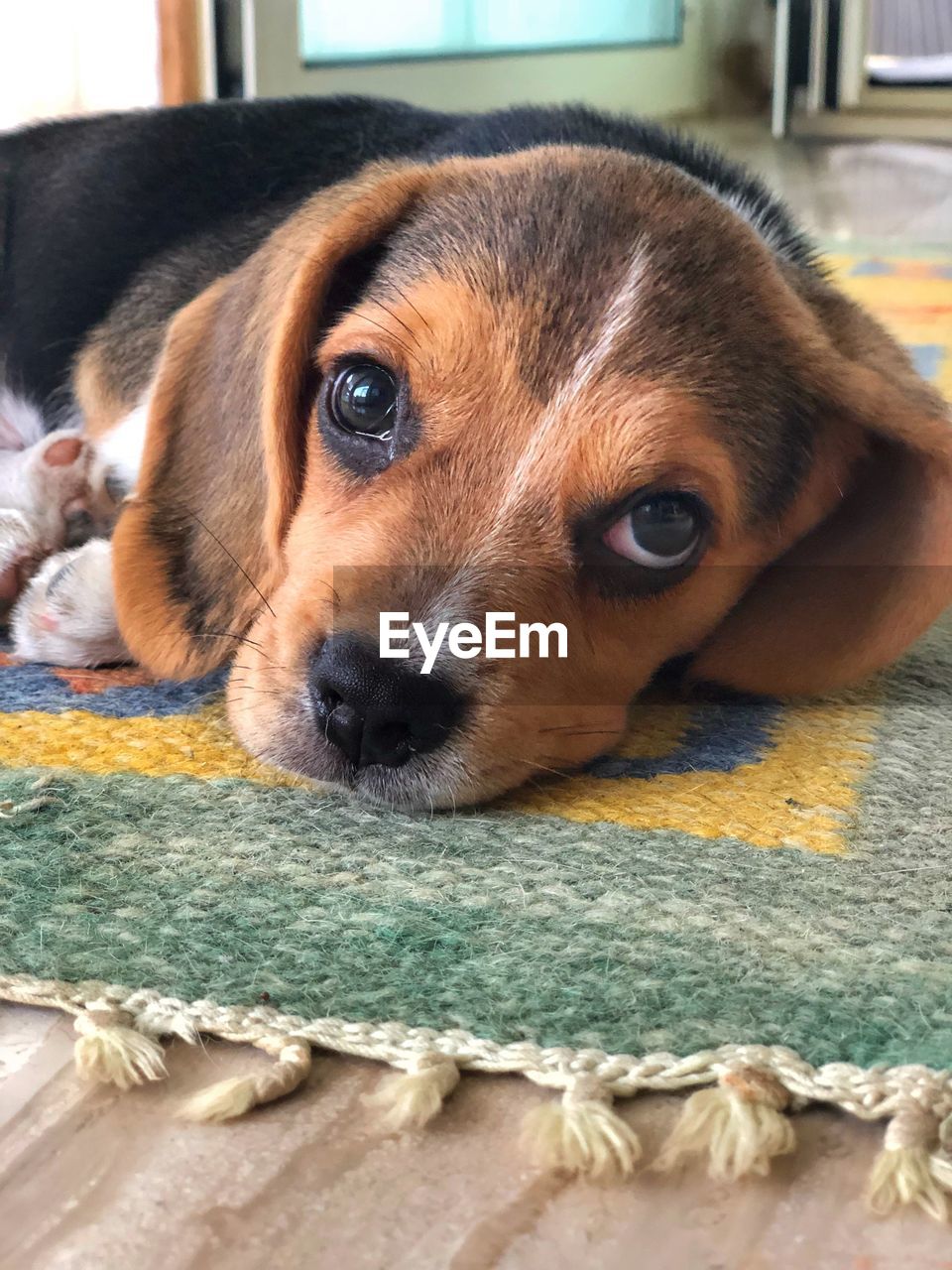 Close-up portrait of dog at home