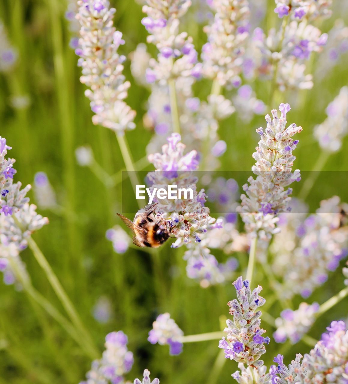 Close-up of bee pollinating on lavender