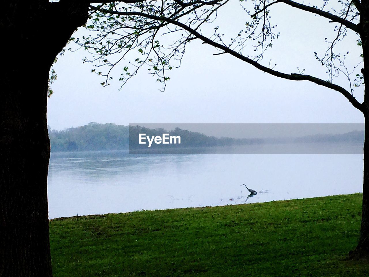 Scenic view of lake in forest against clear sky