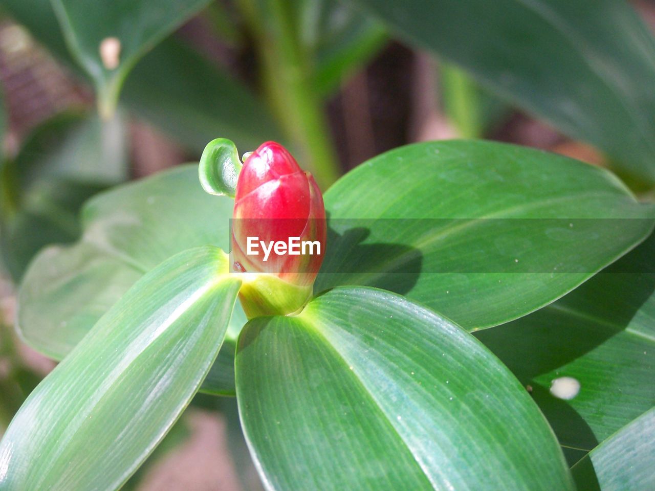 HIGH ANGLE VIEW OF RED GREEN PLANT