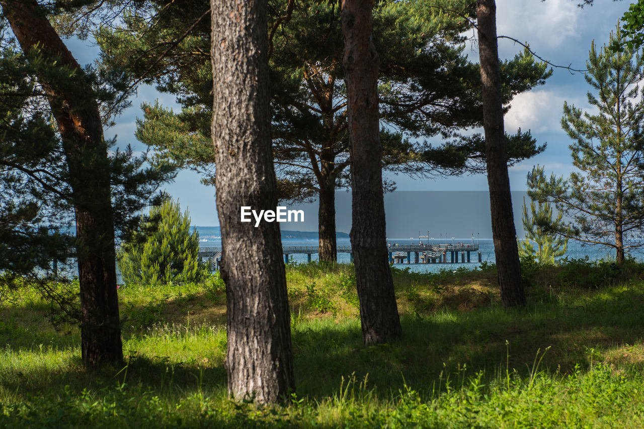 Trees on field in forest