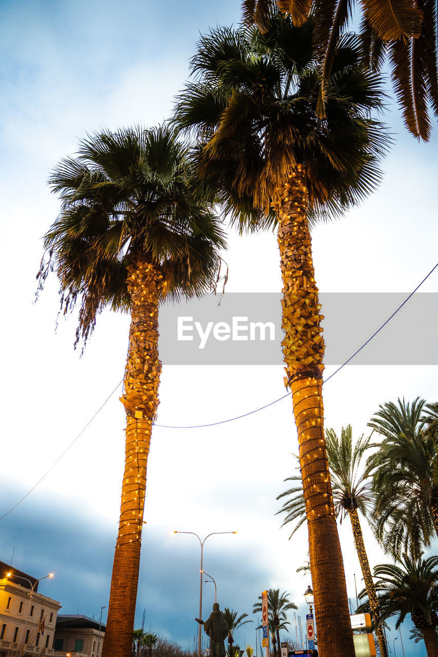 low angle view of palm trees