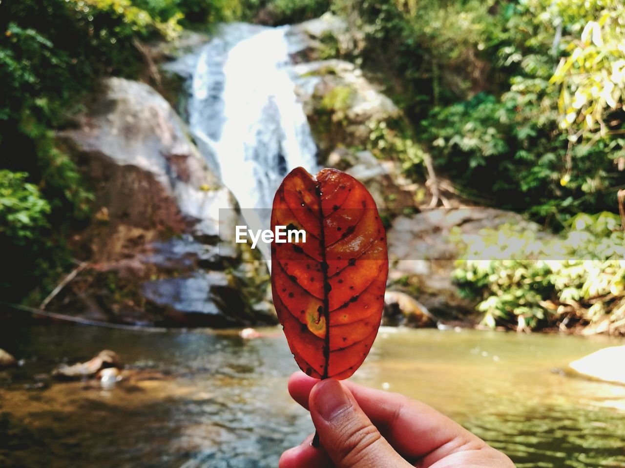 CLOSE-UP OF PERSON HOLDING LEAF IN LAKE