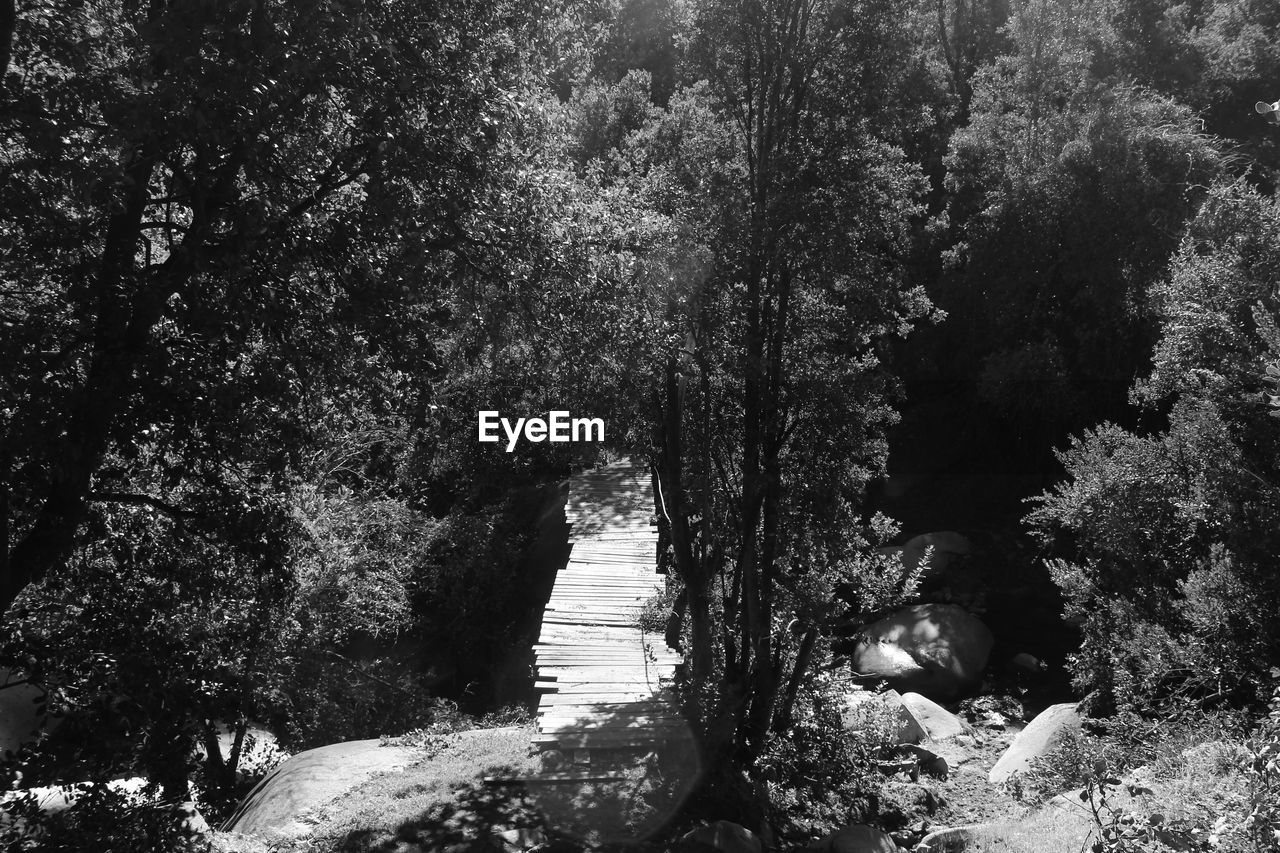 VIEW OF TREES IN RIVER