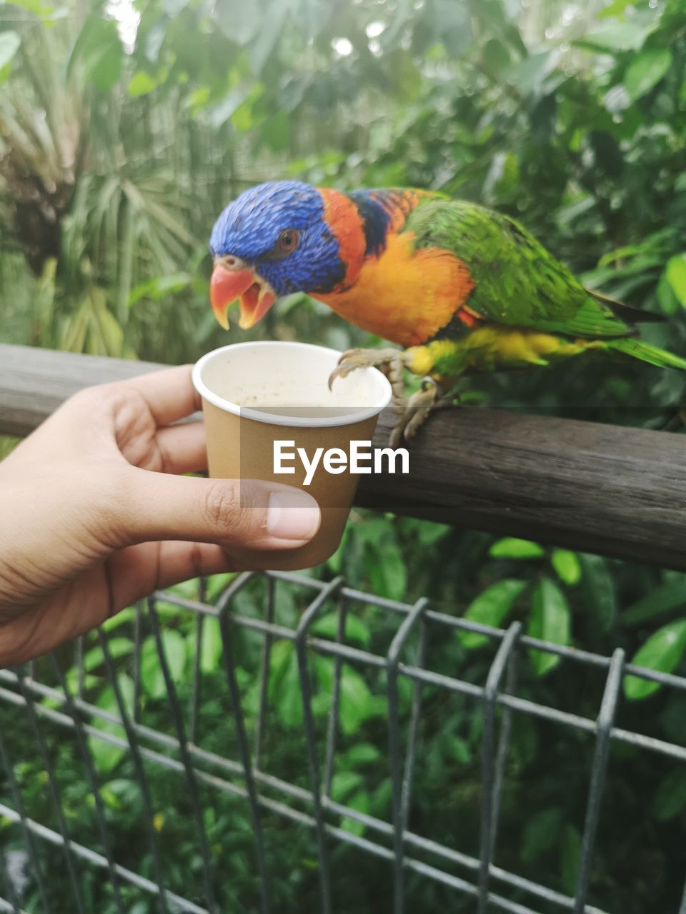 PERSON HOLDING A BIRD IN CUP