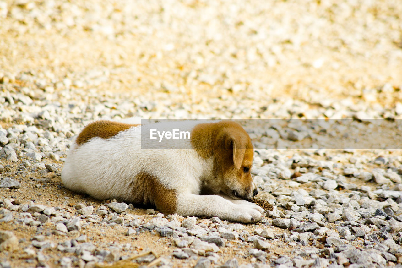 Side view of animal relaxing on rock