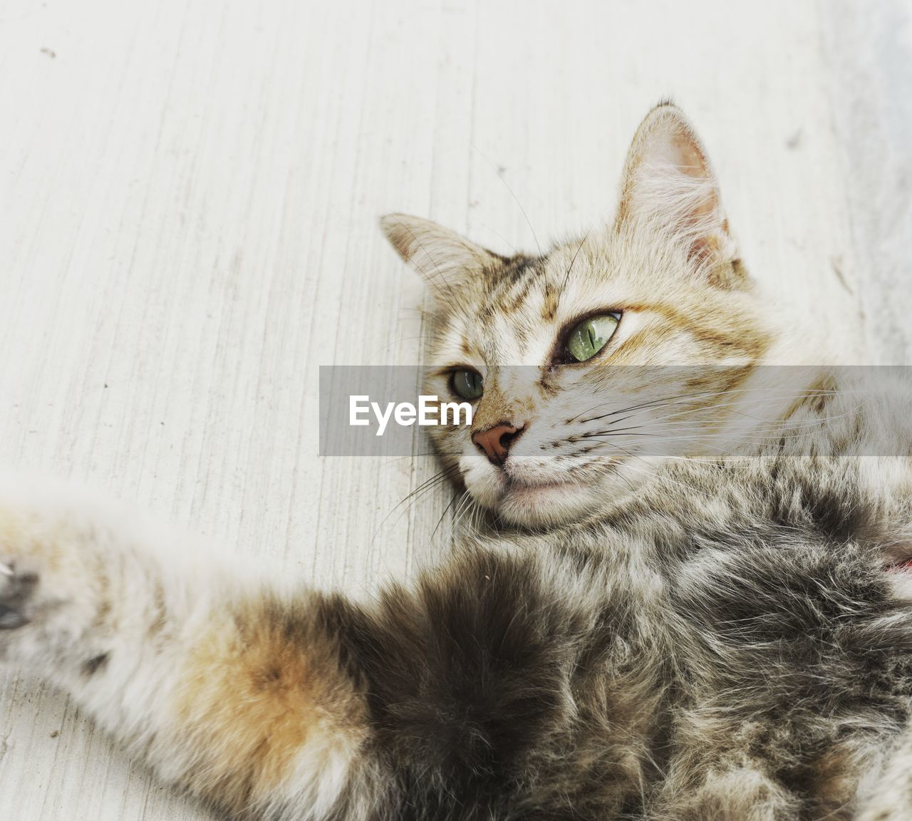 CLOSE-UP PORTRAIT OF CAT LYING DOWN
