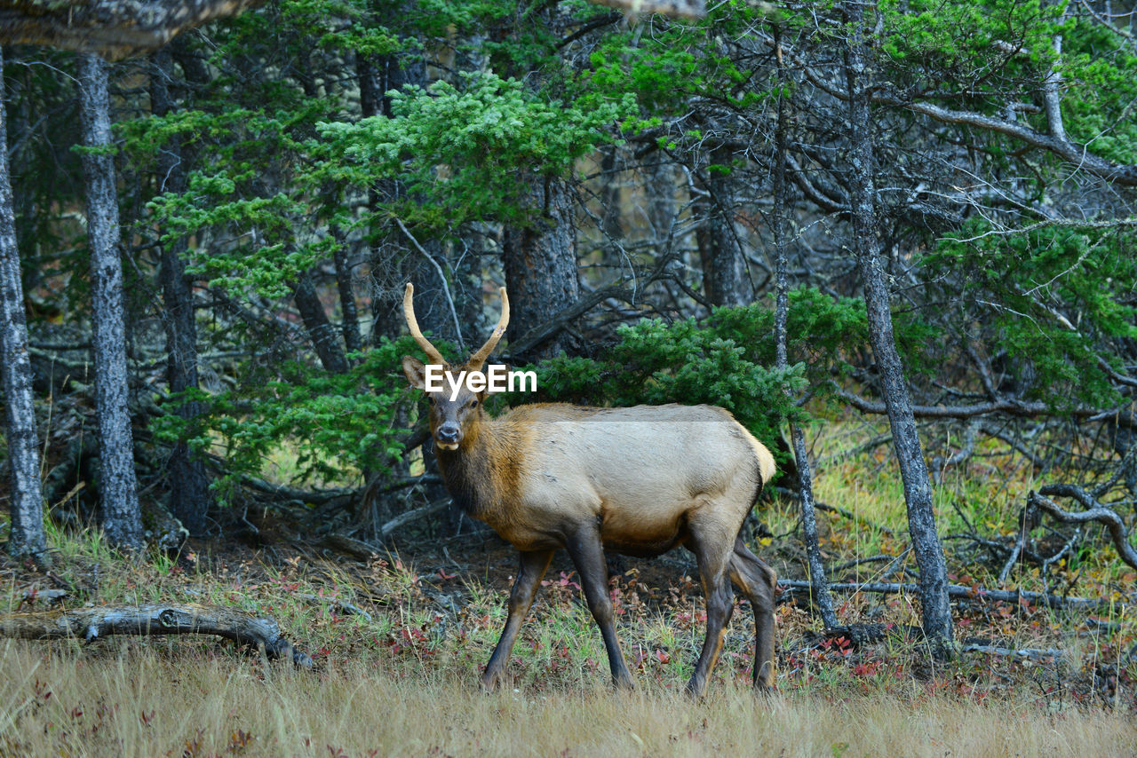 VIEW OF DEER IN FOREST