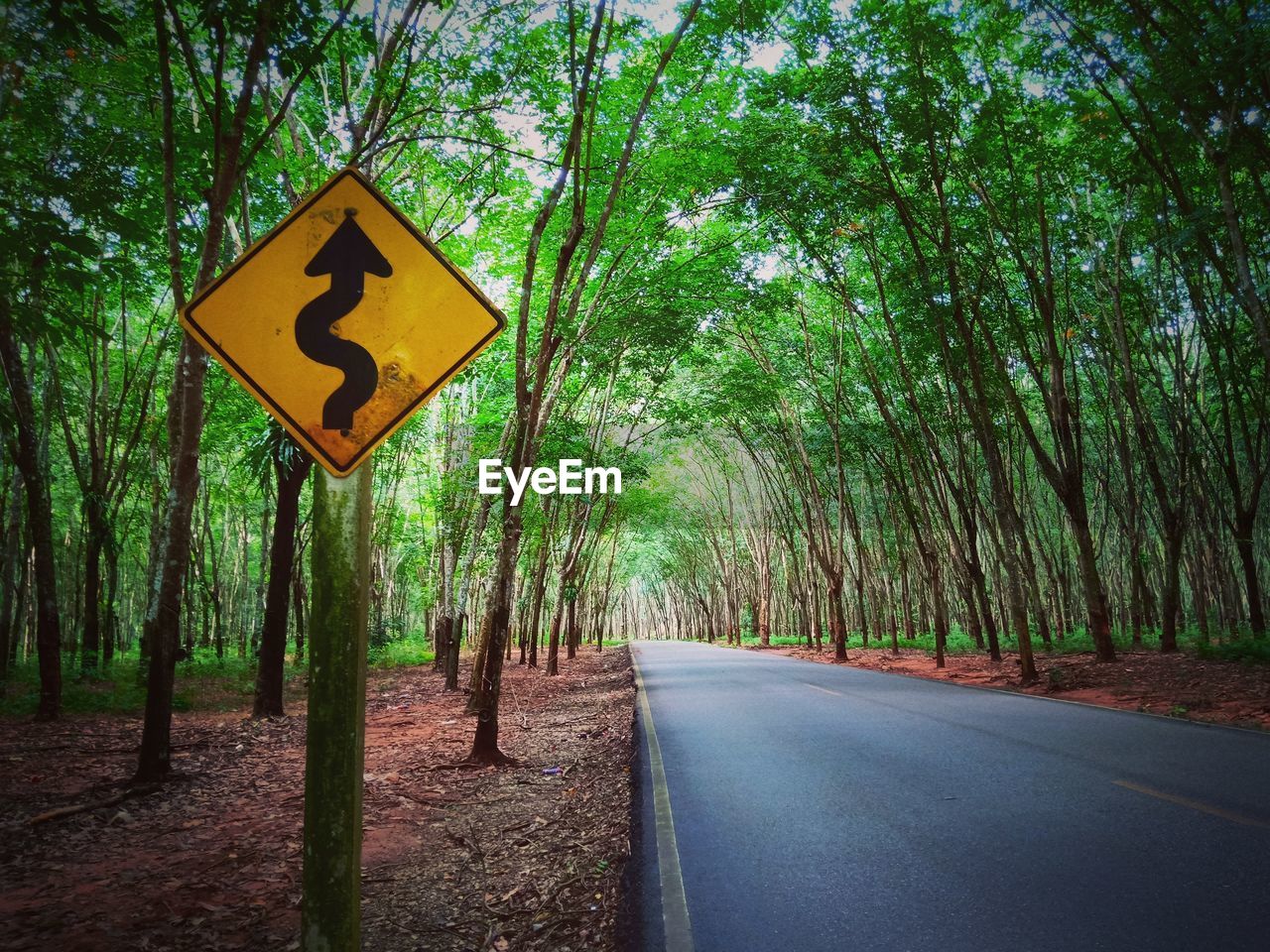 ROAD SIGN BY TREES
