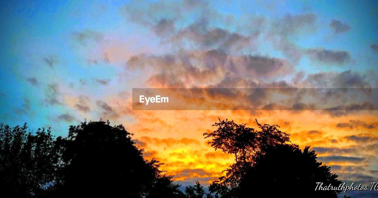 LOW ANGLE VIEW OF SILHOUETTE TREES AGAINST ORANGE SKY