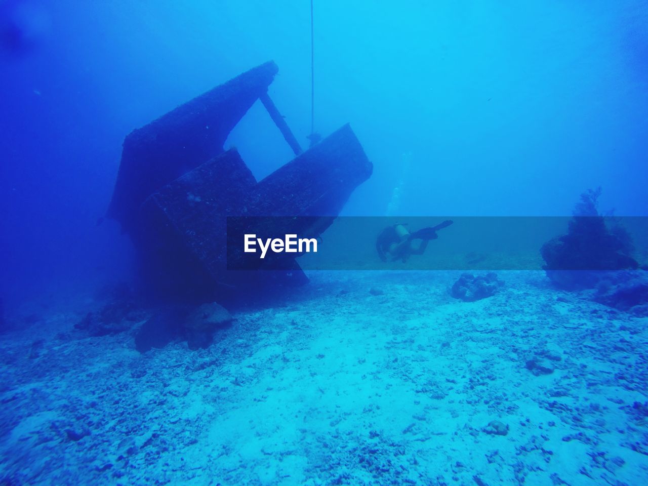 FISHES SWIMMING IN SEA