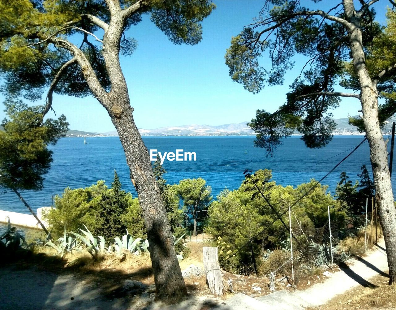 TREES AGAINST SEA