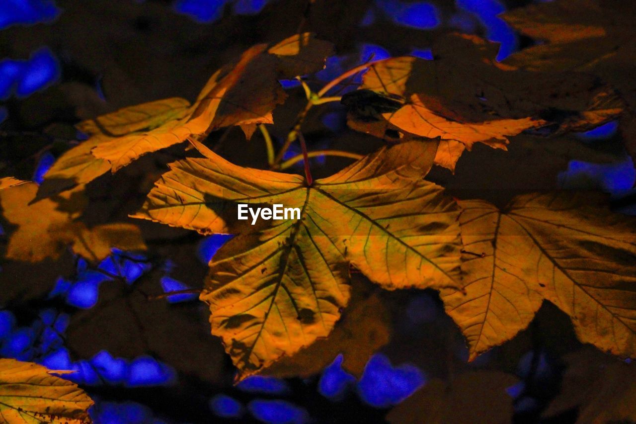 Close-up of maple leaves