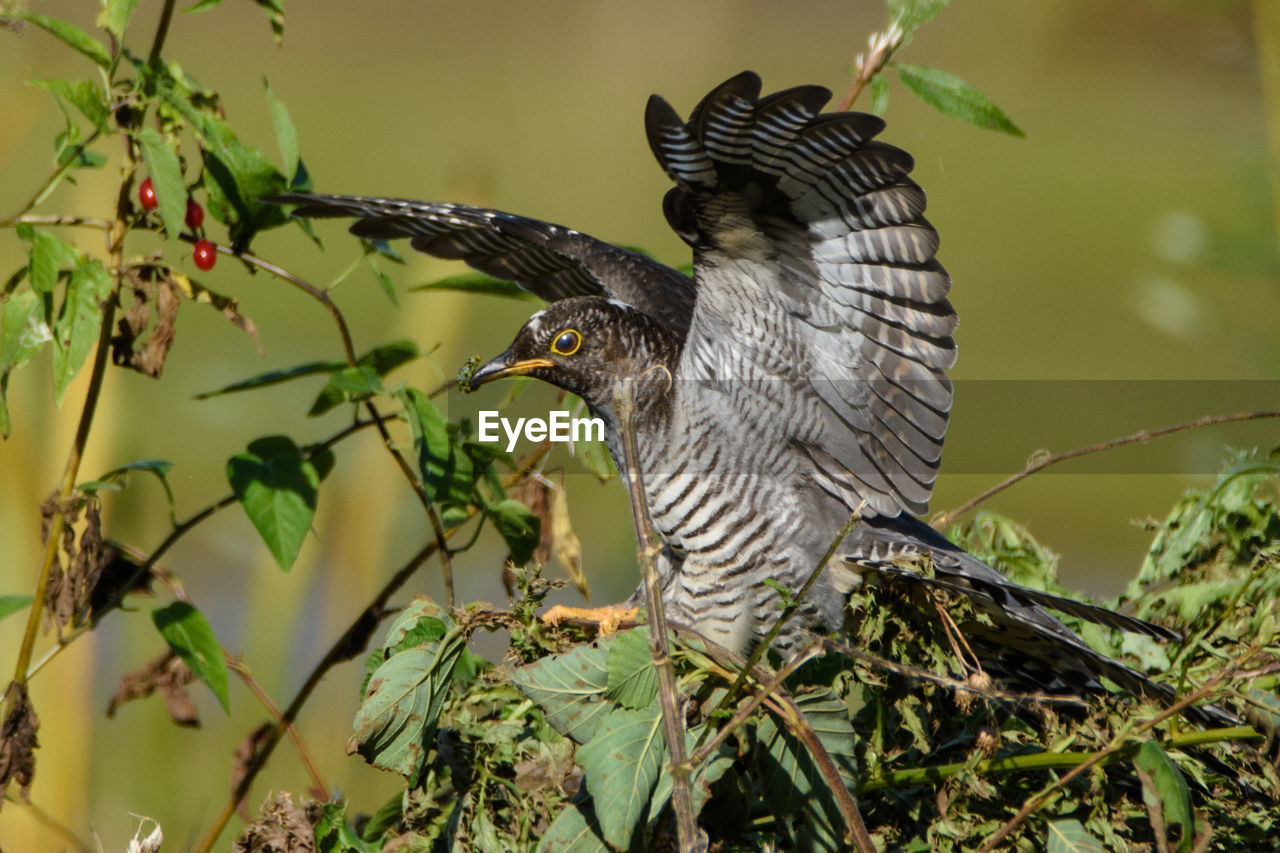 CLOSE-UP OF BIRD PERCHING ON PLANT AGAINST TREES