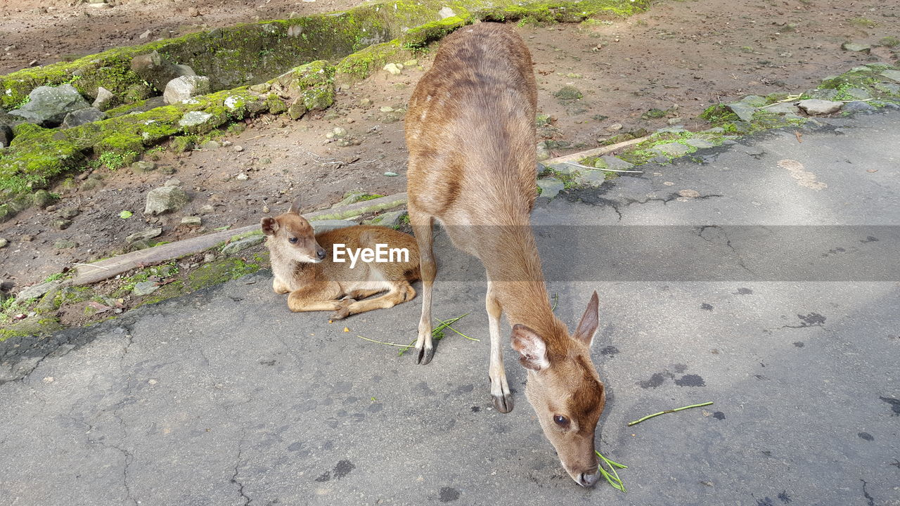 Doe with fawn on road