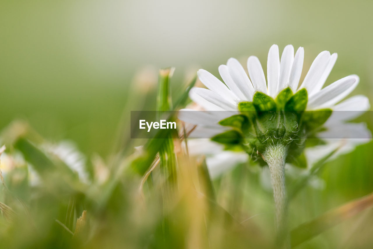 Close-up of white flowering plant on field