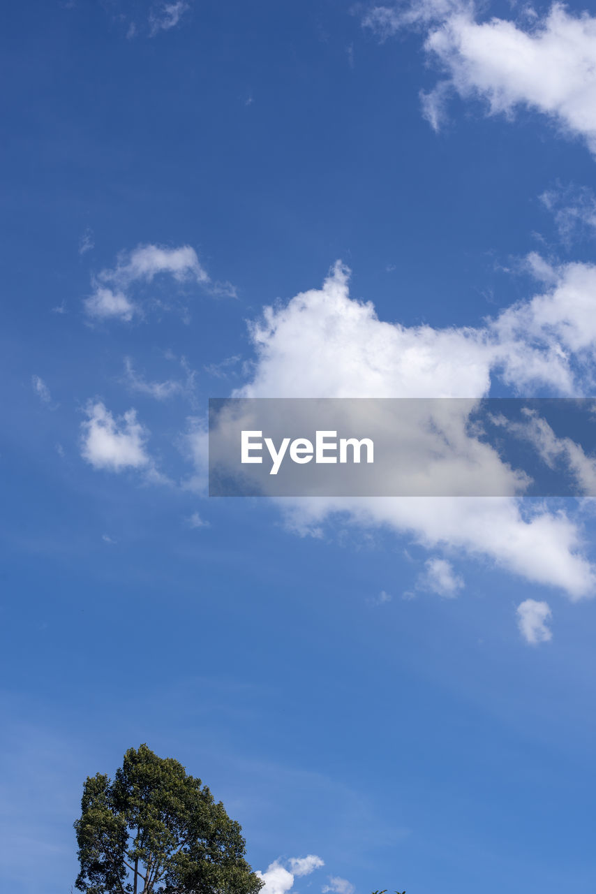 LOW ANGLE VIEW OF TREES AGAINST SKY