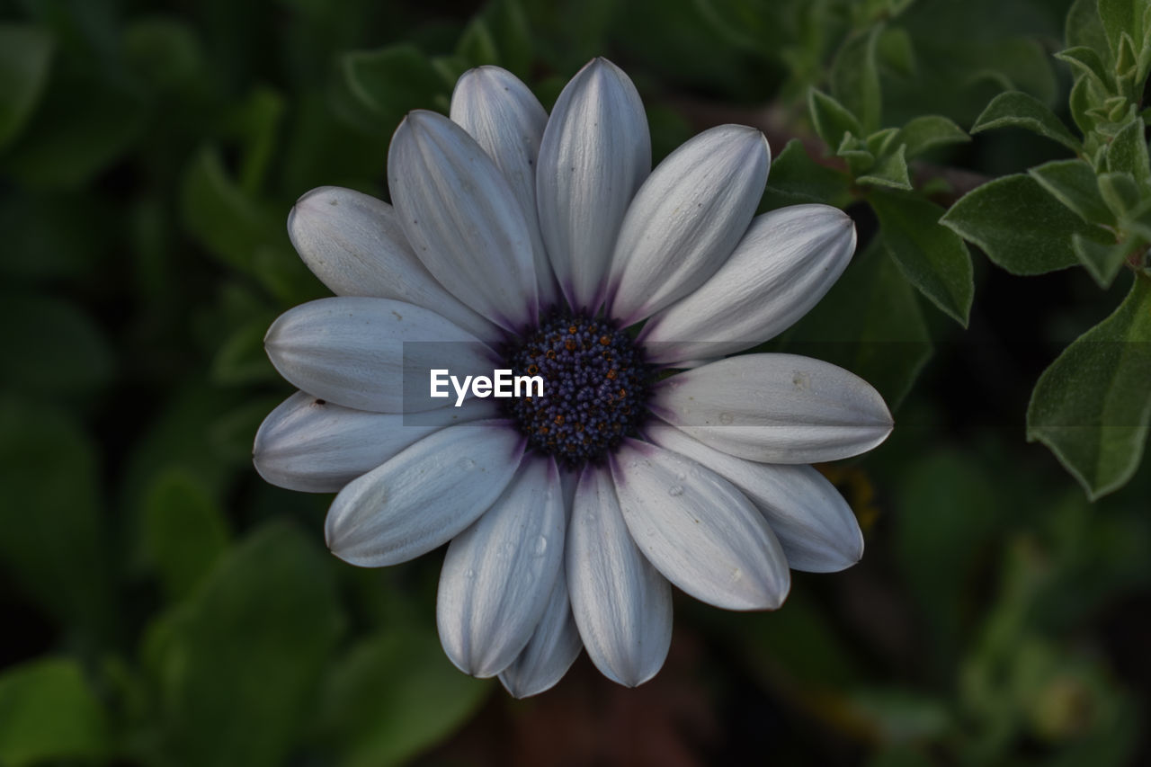 CLOSE-UP OF WHITE FLOWER