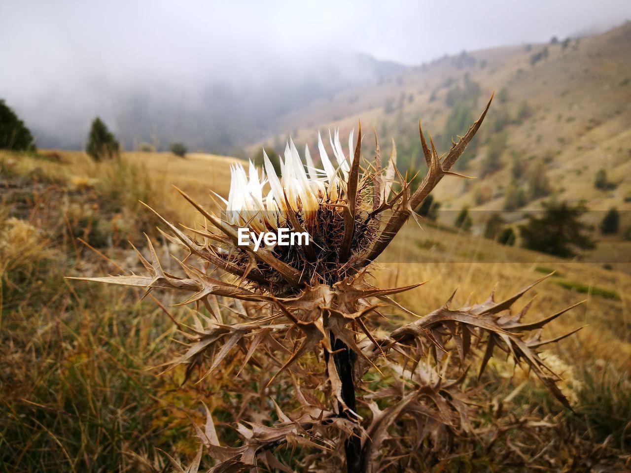 Close-up of plant on field against sky