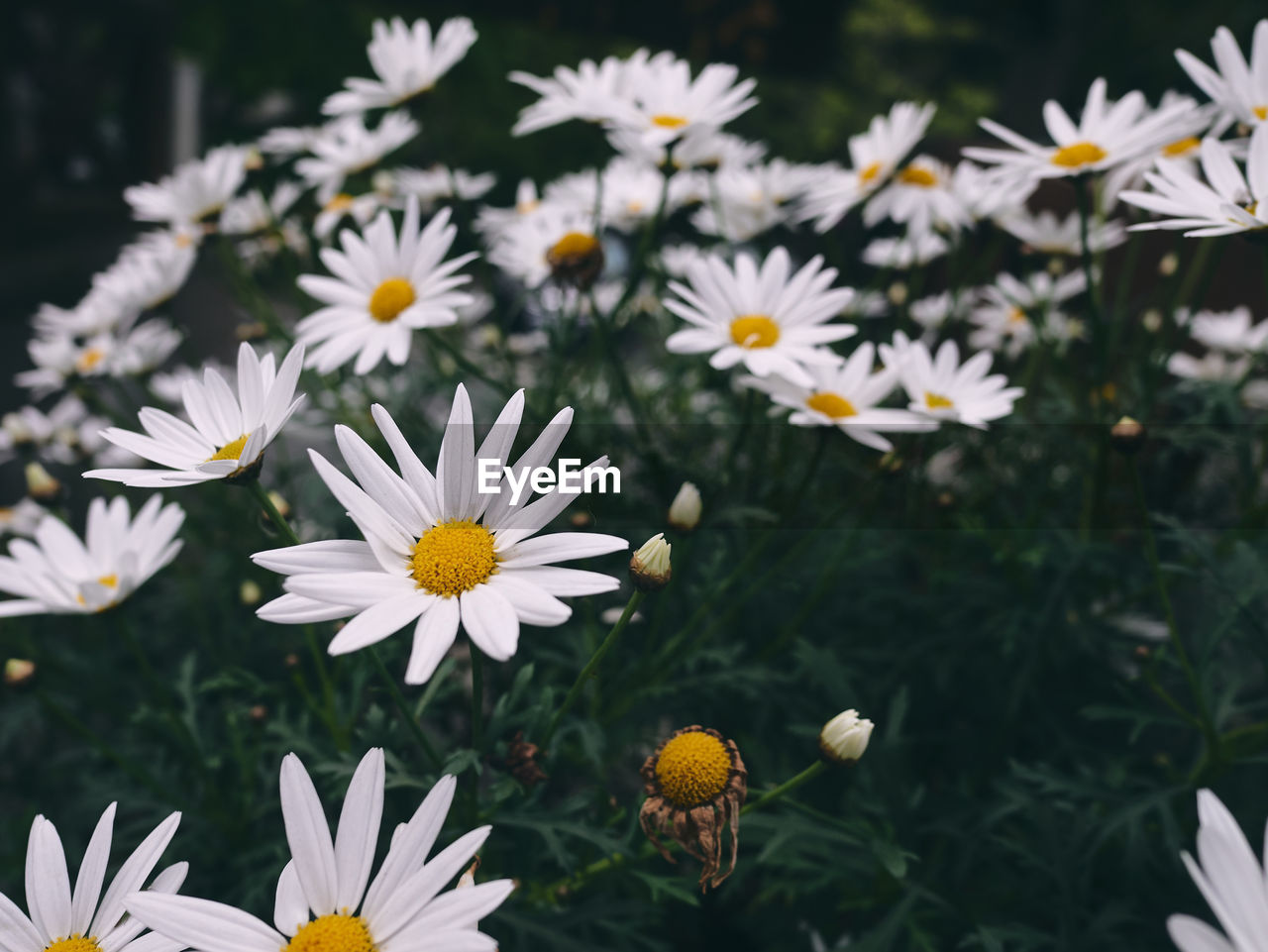 Close-up of white daisy flowers