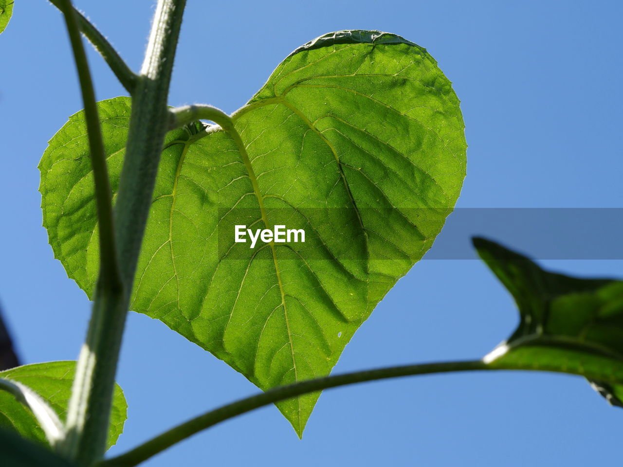 Close-up of leaves against blue sky