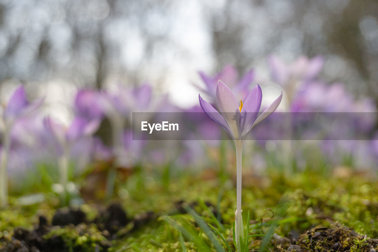 CLOSE-UP OF PURPLE CROCUS FLOWER GROWING ON FIELD