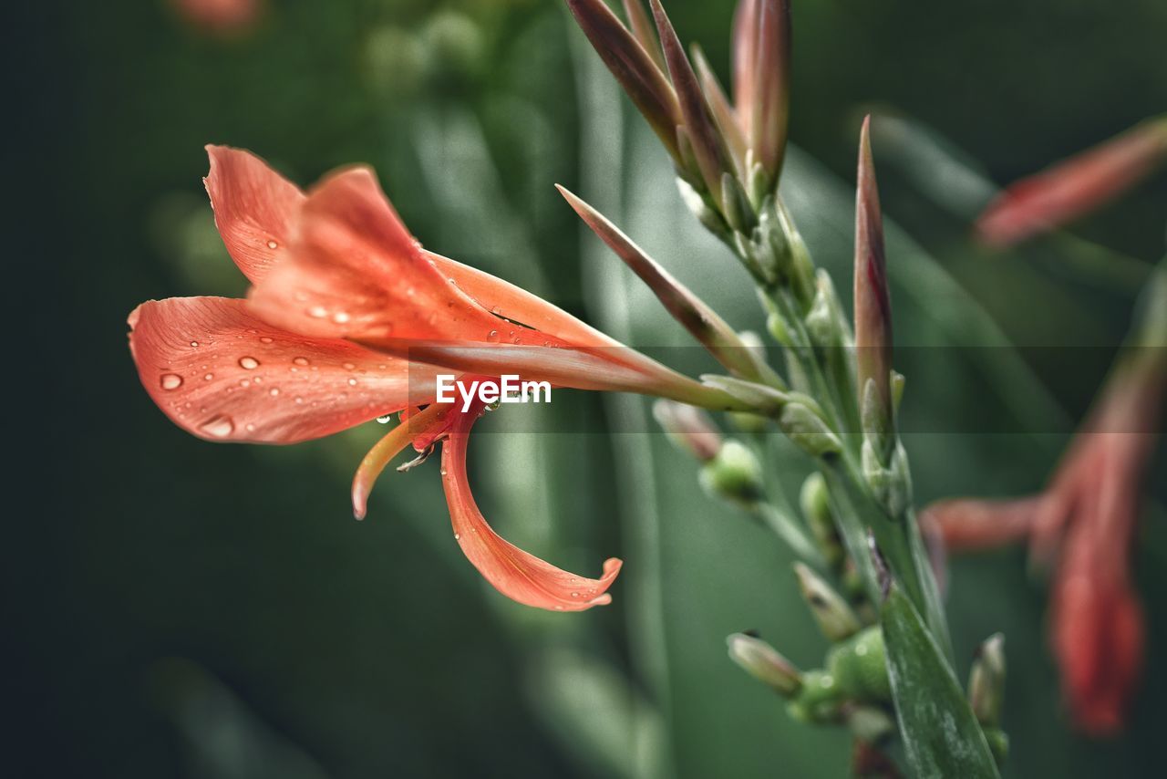 Close-up of wet flower blooming outdoors