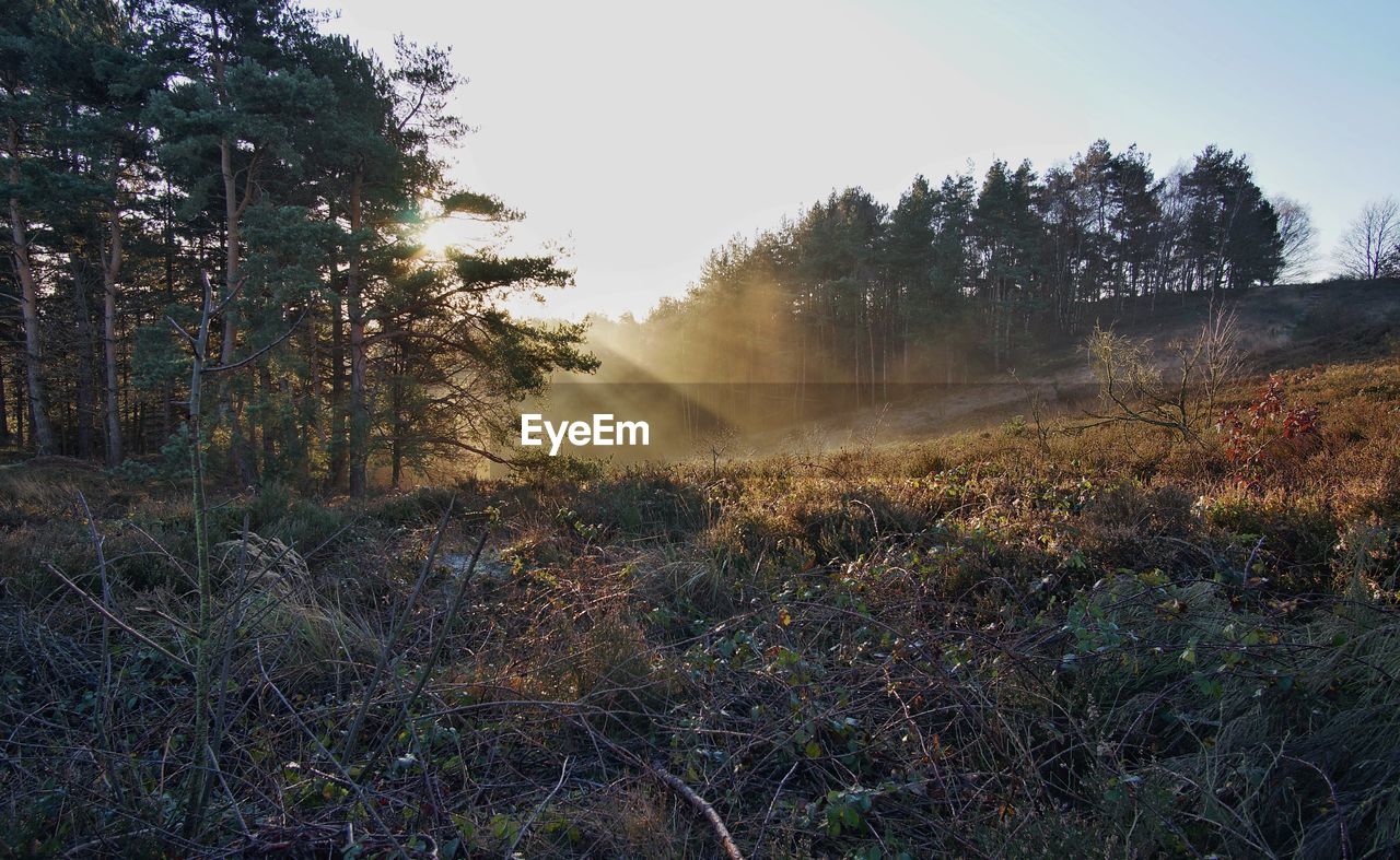 Sun shining through trees in field