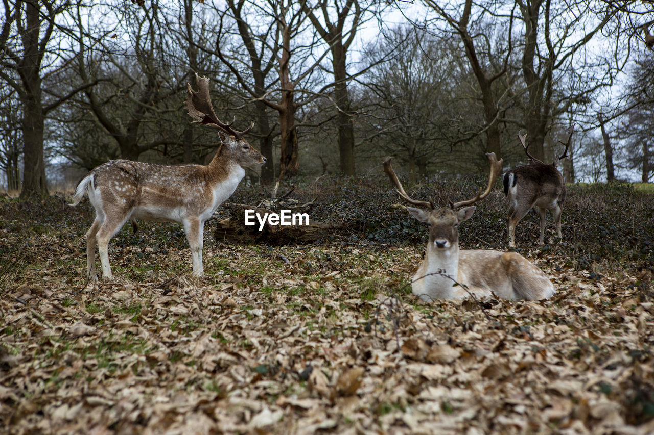 Deer standing in a forest