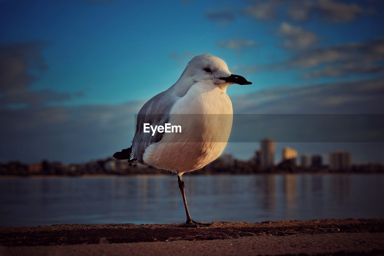 SEAGULL IN FLIGHT