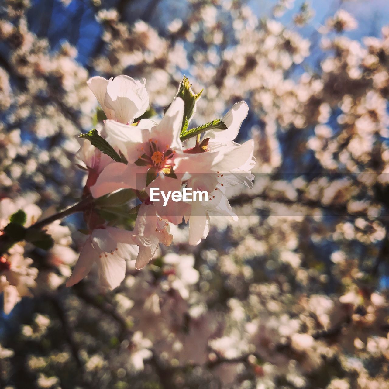 CLOSE-UP OF CHERRY BLOSSOMS IN SPRING