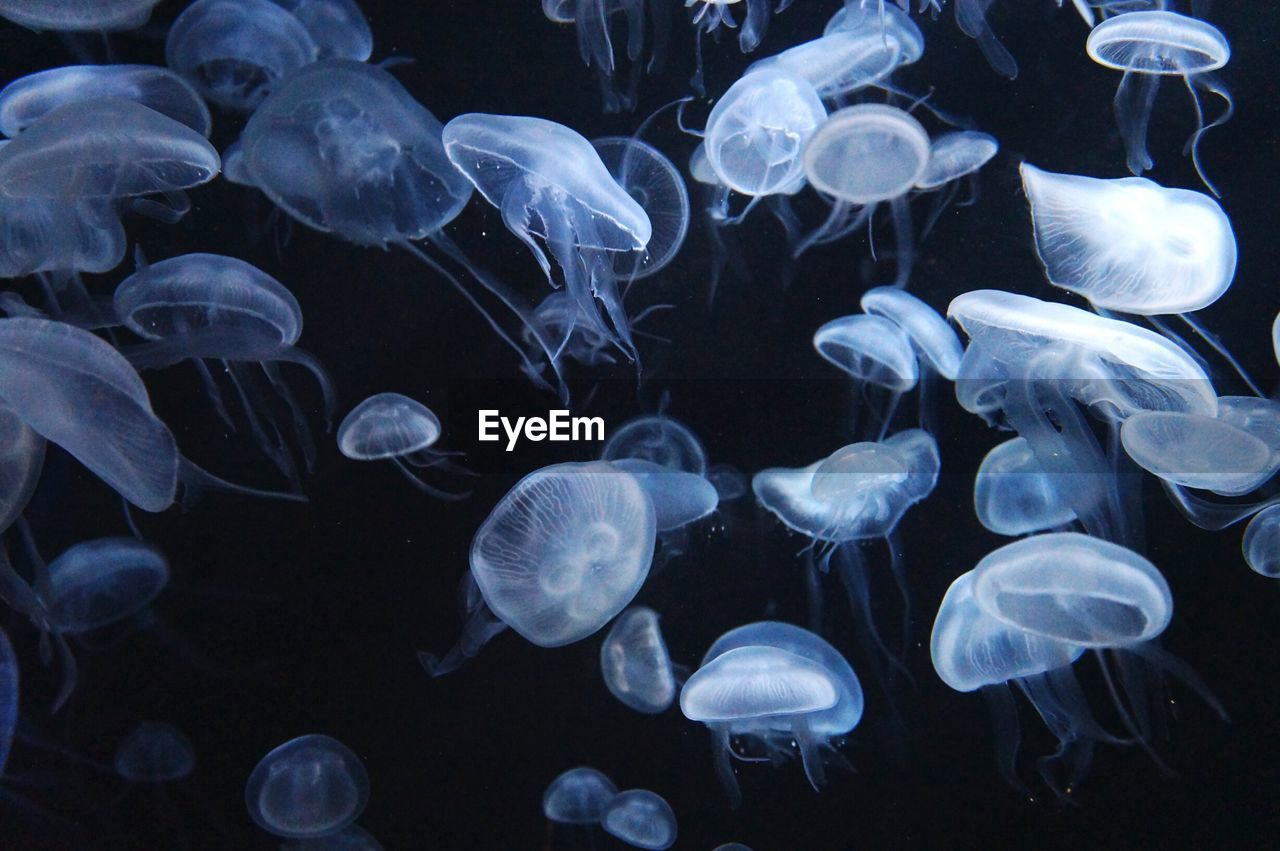 Jellyfishes swimming in sea