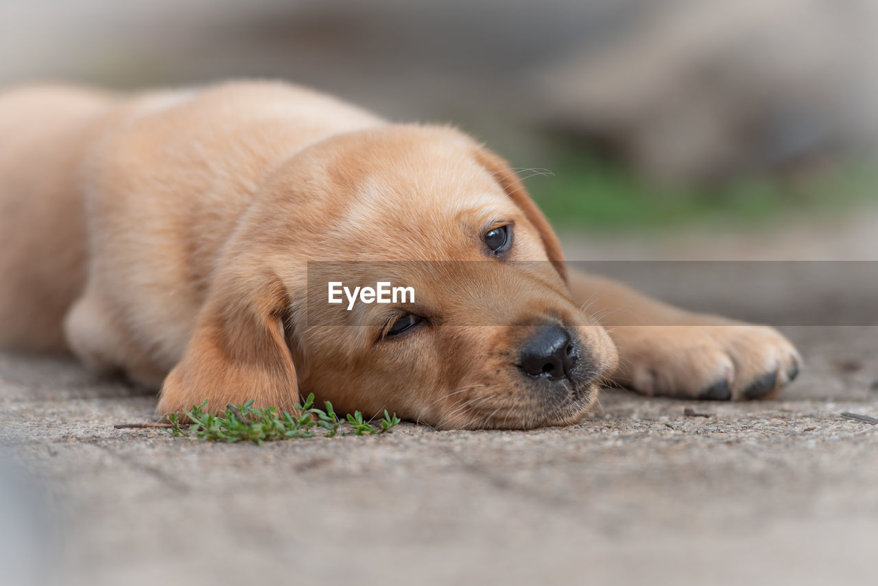 Close-up portrait of puppy relaxing on footpath