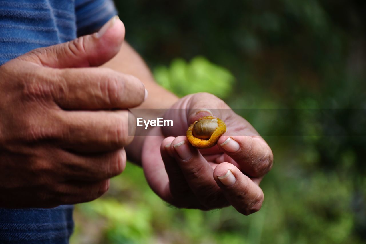 Close-up of man holding shell