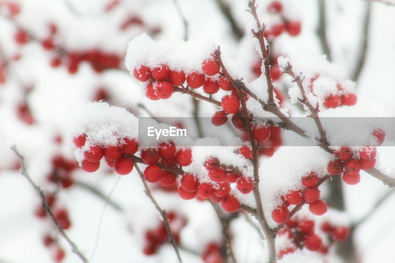 Close-up of snow covered tree