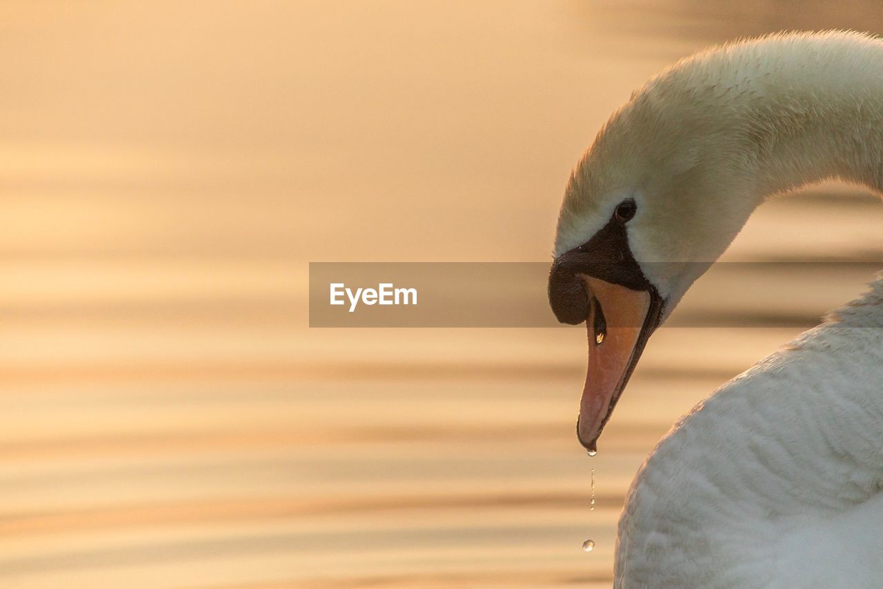 Close-up of swan in lake