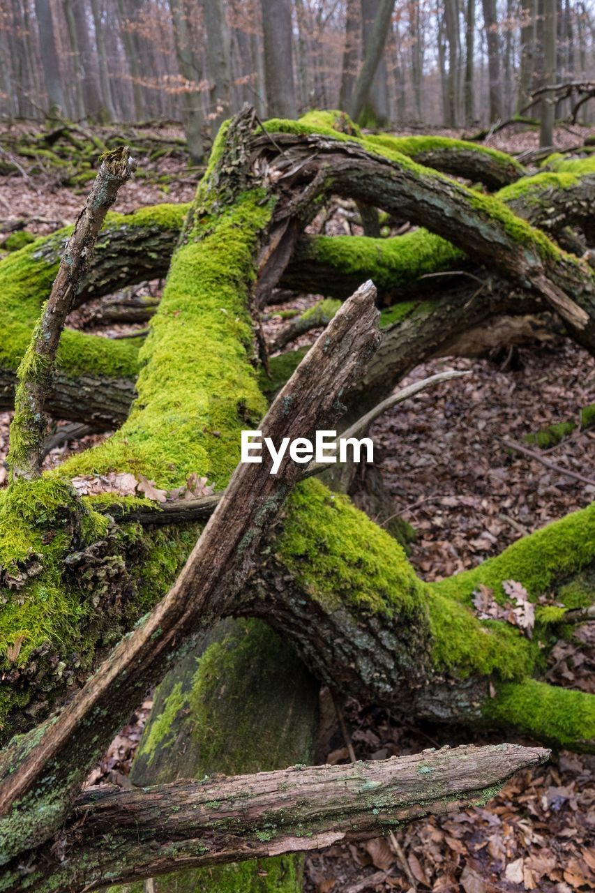 CLOSE-UP OF GREEN TREE