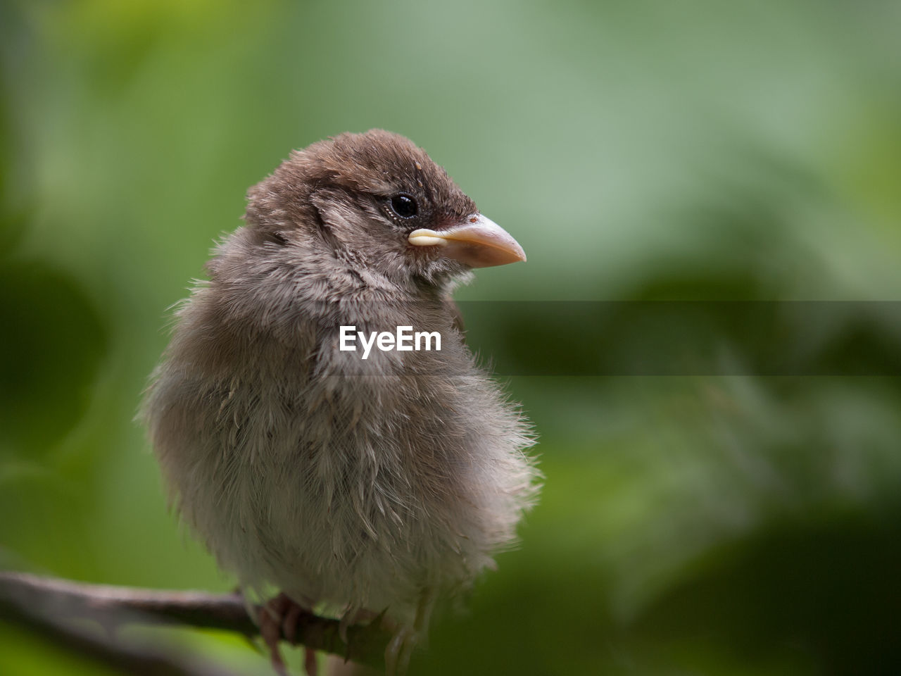 Close-up of sparrow perching on twig